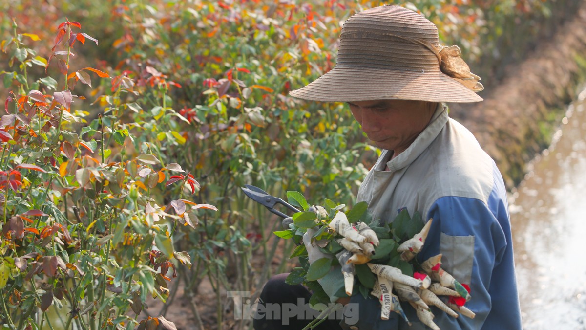 Nông dân làng hoa Mê Linh mất mùa 20/10, &quot;mót&quot; từng bông hồng để bán - Ảnh 9.