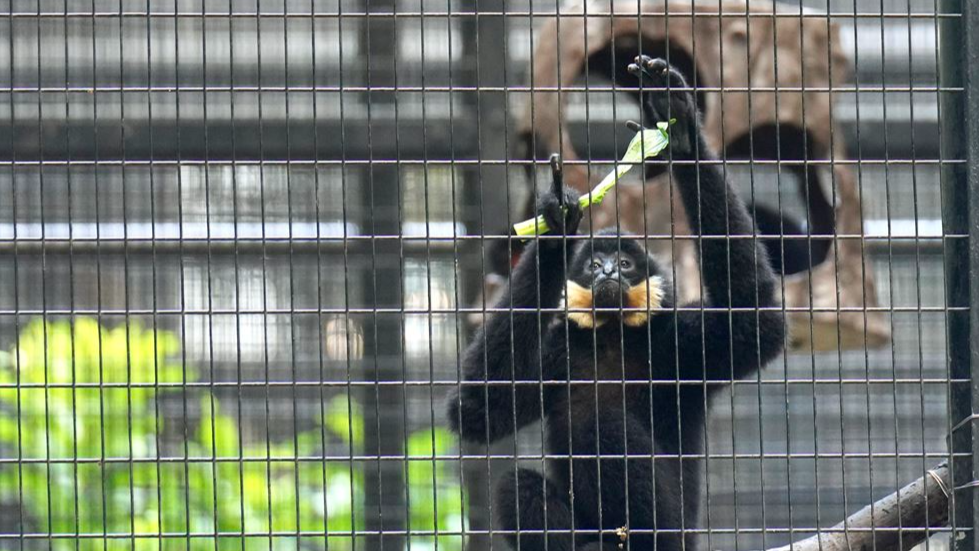 中國香港一家動物園發生一系列猴子神秘死亡事件，均與一種危險的細菌有關 - 照片 2。