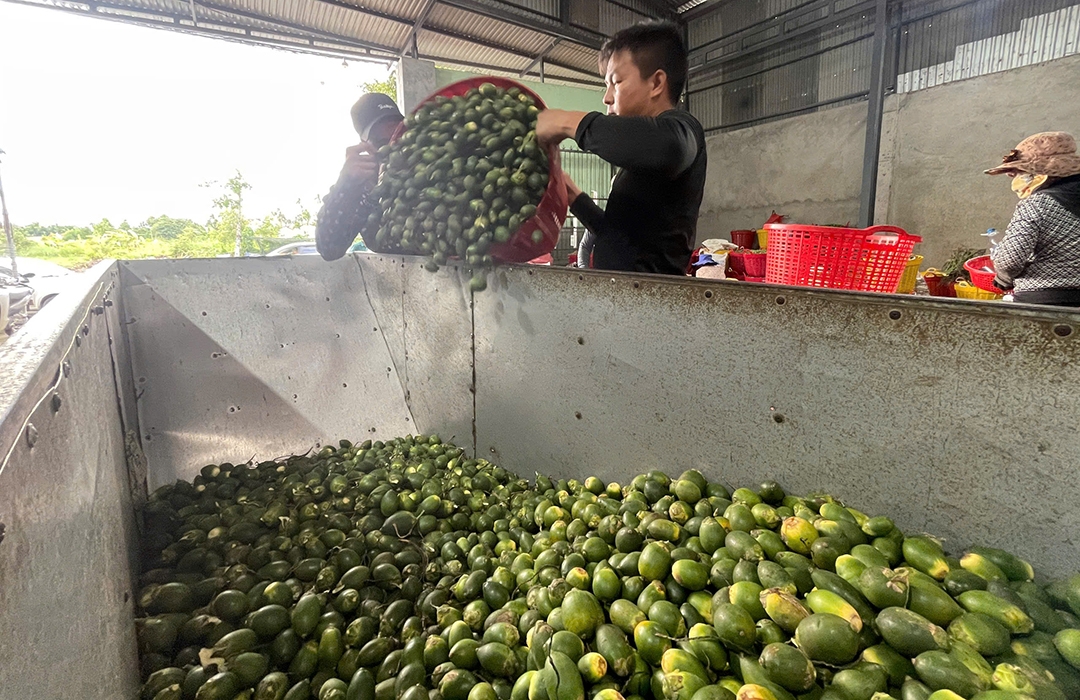 V&igrave; sao gi&aacute; cau tươi đột ngột "tuột dốc kh&ocirc;ng phanh"?- Ảnh 8.