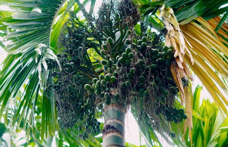 V&igrave; sao gi&aacute; cau tươi đột ngột "tuột dốc kh&ocirc;ng phanh"?- Ảnh 7.