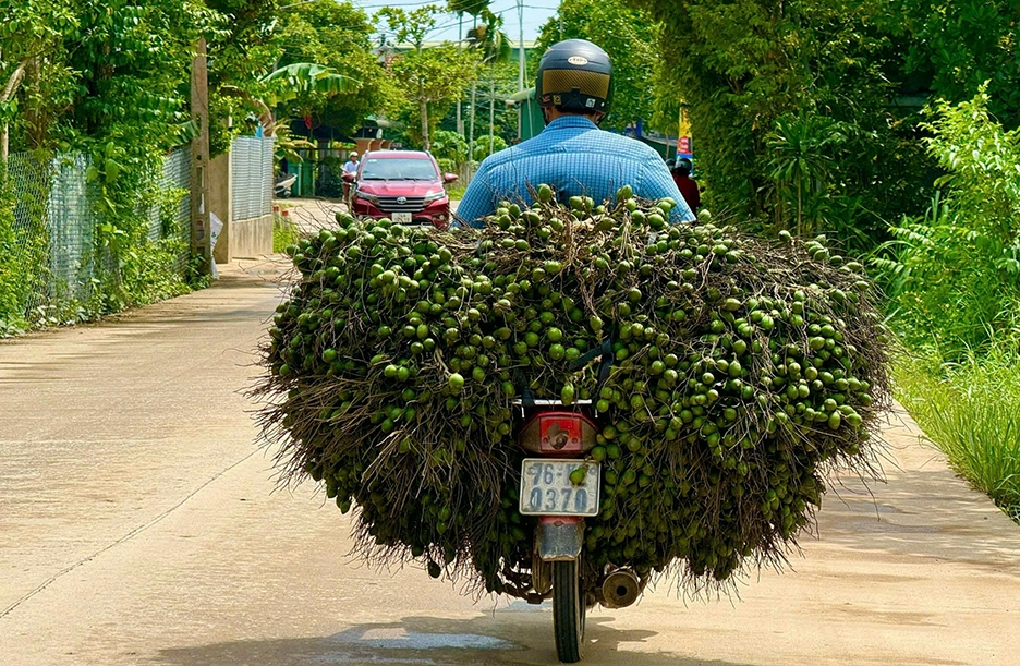 V&igrave; sao gi&aacute; cau tươi đột ngột "tuột dốc kh&ocirc;ng phanh"?- Ảnh 4.