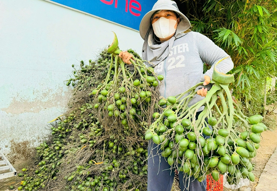 V&igrave; sao gi&aacute; cau tươi đột ngột "tuột dốc kh&ocirc;ng phanh"?- Ảnh 1.