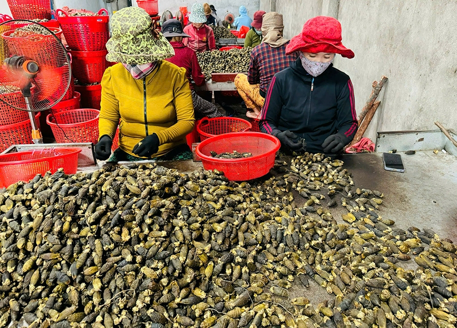 V&igrave; sao gi&aacute; cau tươi đột ngột "tuột dốc kh&ocirc;ng phanh"?- Ảnh 5.