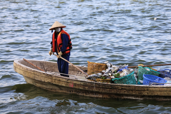 Người dân Thủ Đô nói &quot;không thở được&quot; vì cá chết bốc mùi hôi nồng nặc ở Hồ Tây - Ảnh 14.