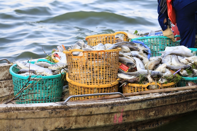 Người dân Thủ Đô nói &quot;không thở được&quot; vì cá chết bốc mùi hôi nồng nặc ở Hồ Tây - Ảnh 15.