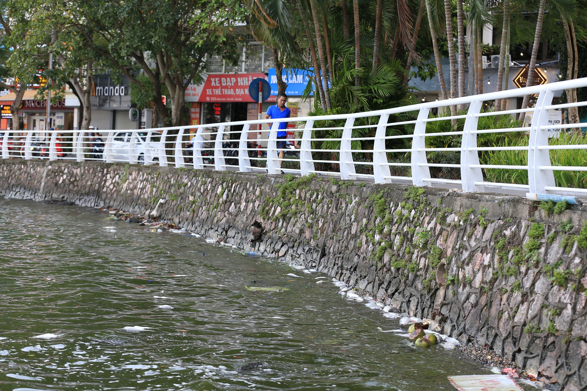 Hà Nội: Cá chết hàng loạt ở Hồ Tây, bốc mùi hôi thối- Ảnh 16.