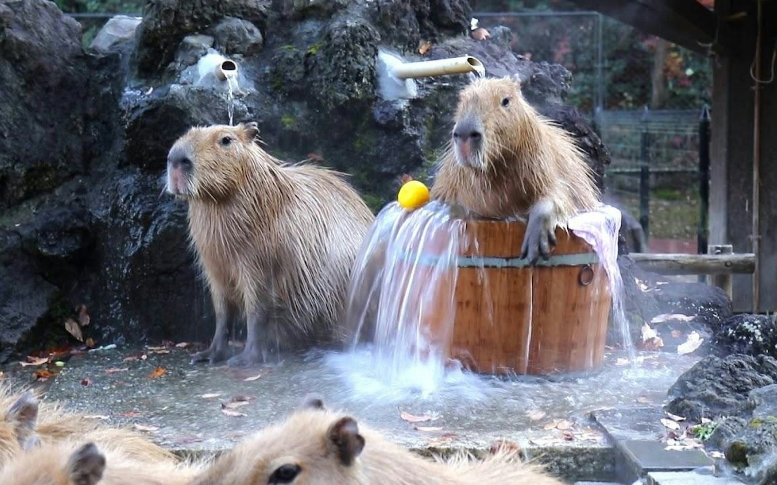 capybara-chuot-lang-nuoc-onsen-1-17301300291411680670926.jpg