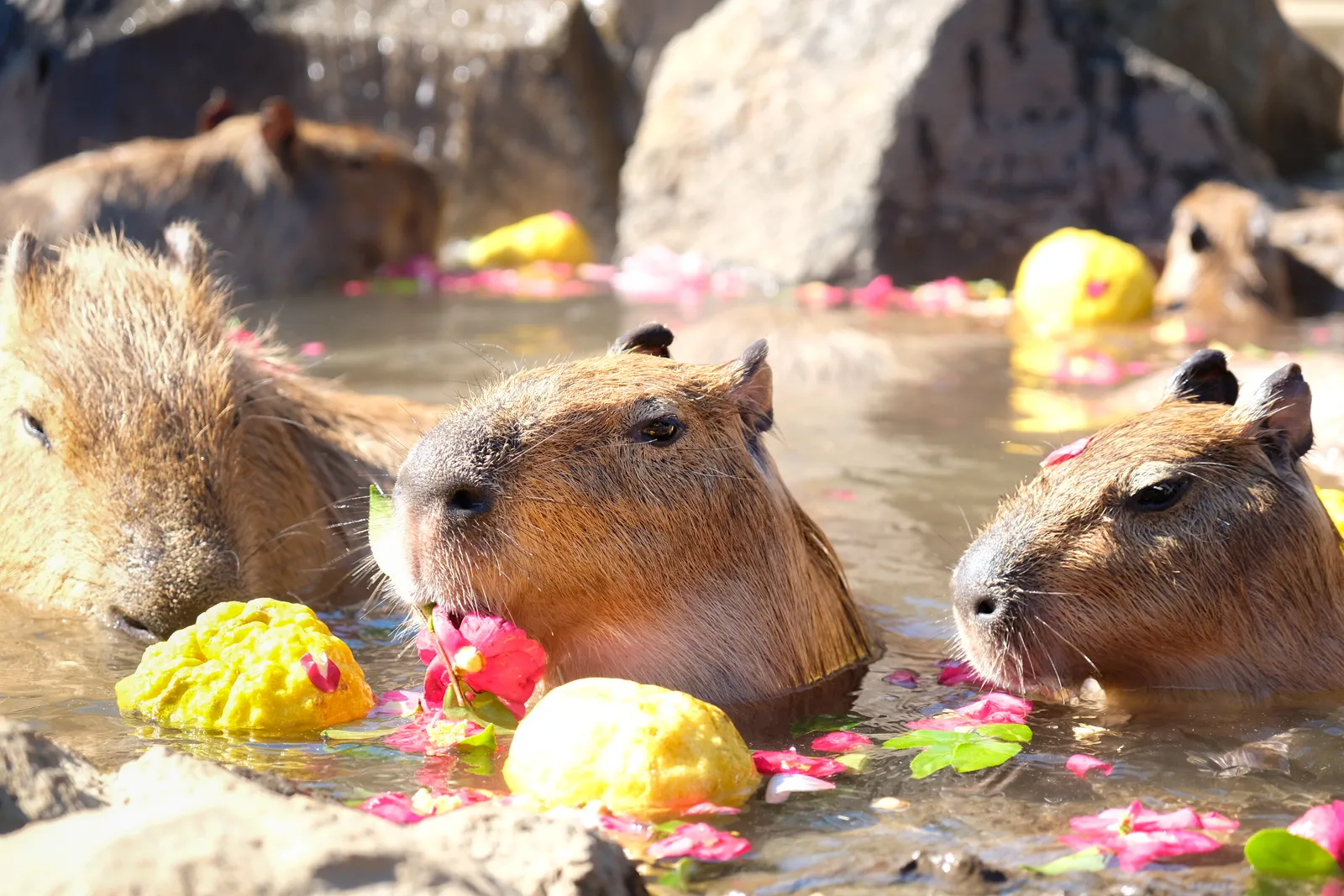 capybara-chuot-lang-nuoc-onsen-1-17301300623062099042404.png