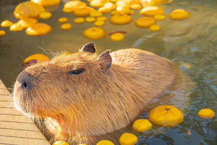 capybara-chuot-lang-nuoc-onsen-10-1730134635094280152631.png