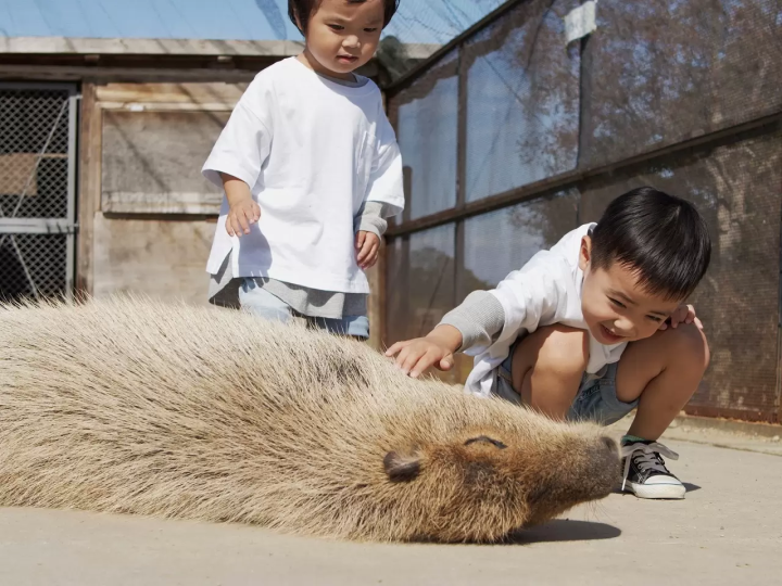 capybara-chuot-lang-nuoc-onsen-11-173013463510669746066.png