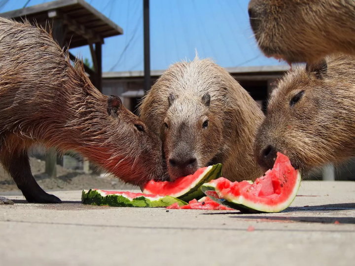 capybara-chuot-lang-nuoc-onsen-12-17301346351221674723452.png