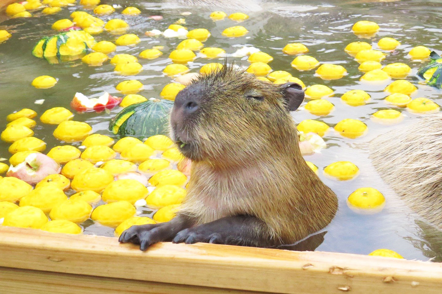 capybara-chuot-lang-nuoc-onsen-2-17301300623021163633912.png