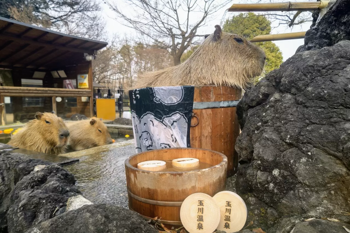 capybara-chuot-lang-nuoc-onsen-3-1730134635143553955357.png