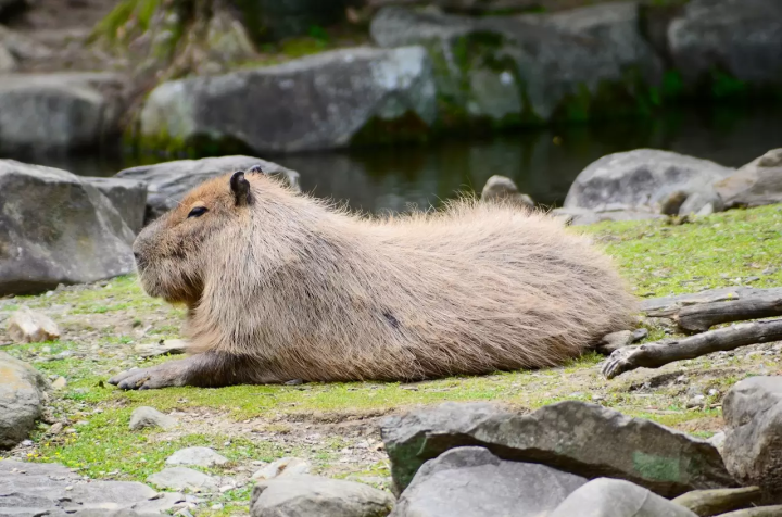 capybara-chuot-lang-nuoc-onsen-4-1730134635147417776462.png