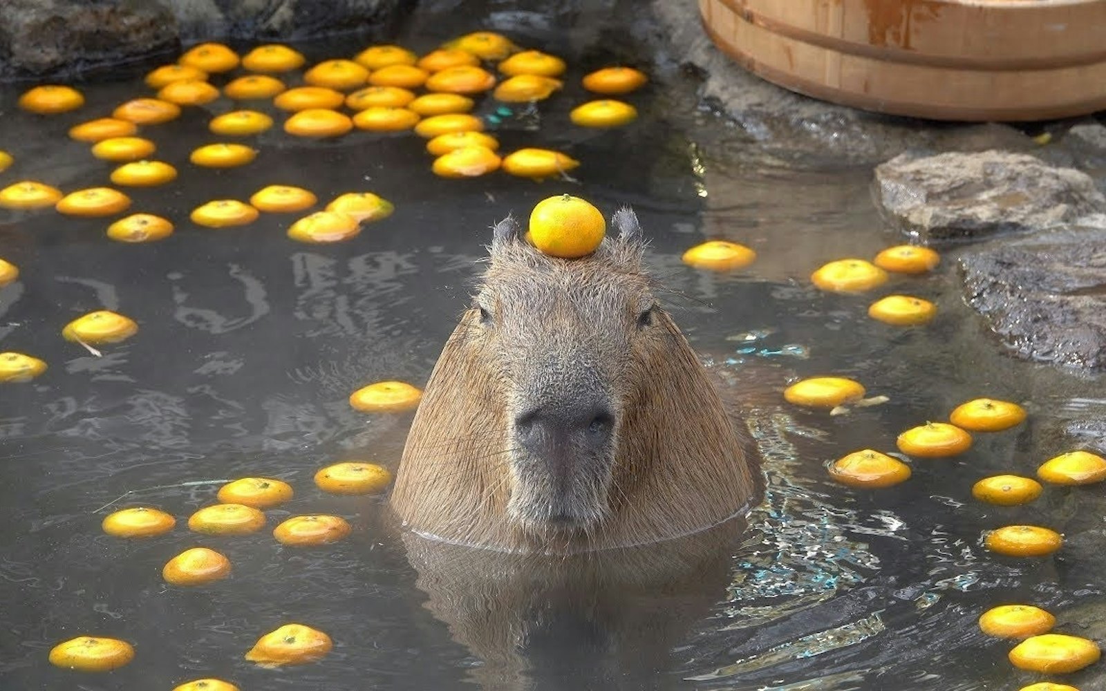 capybara-chuot-lang-nuoc-onsen-5-17301300291181817763967.jpg