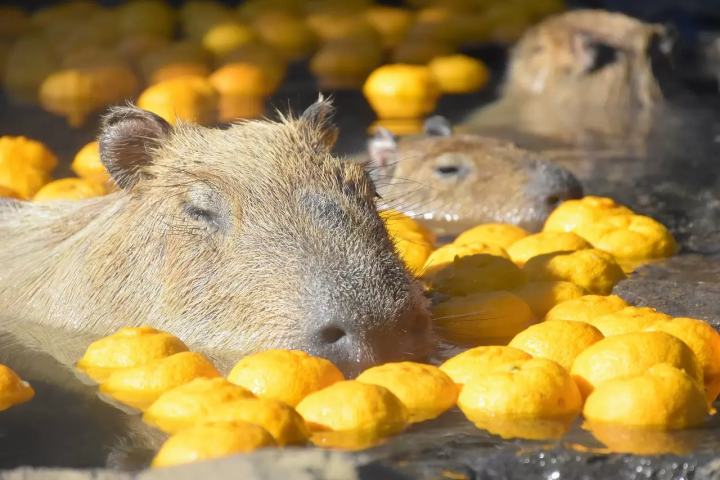 capybara-chuot-lang-nuoc-onsen-5-1730134635167115099808.png