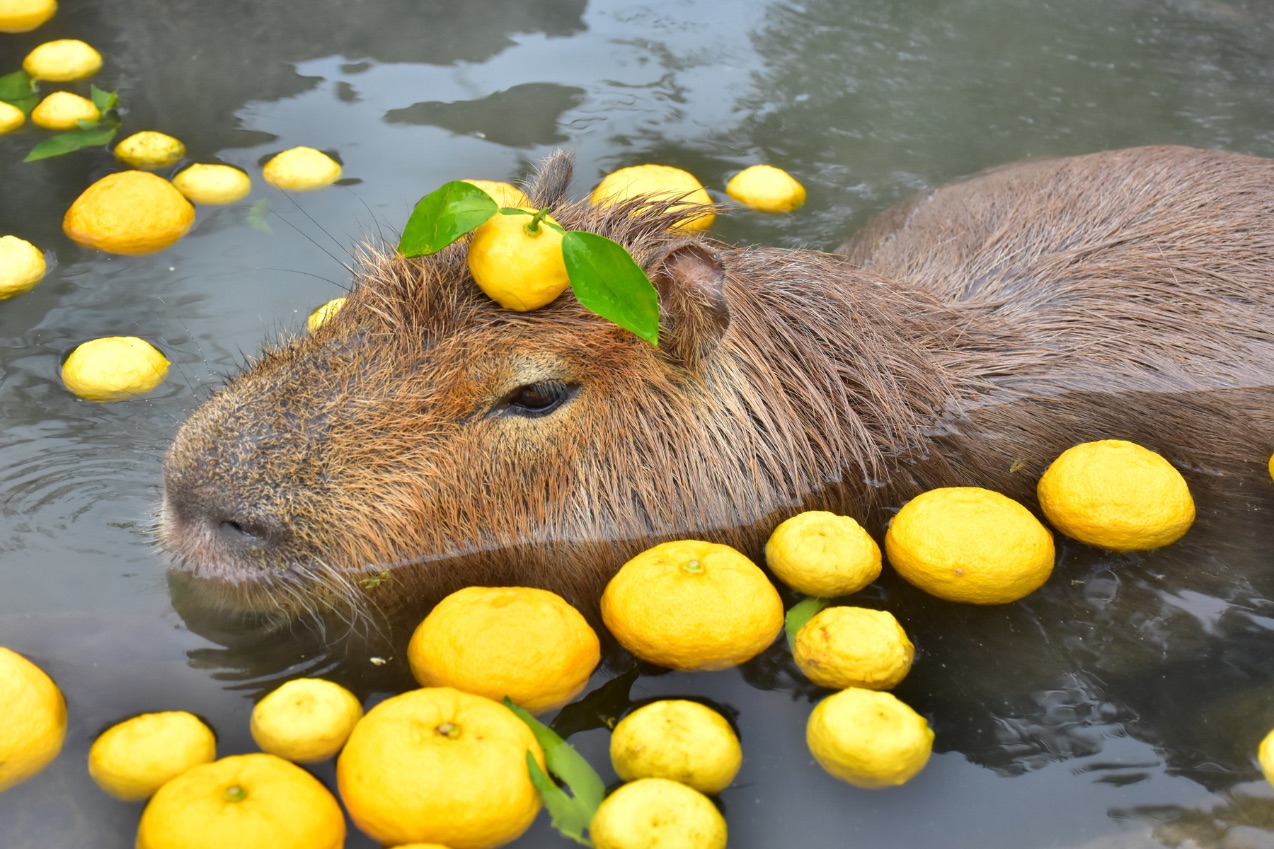 capybara-chuot-lang-nuoc-onsen-6-17301344316621380359747.jpg