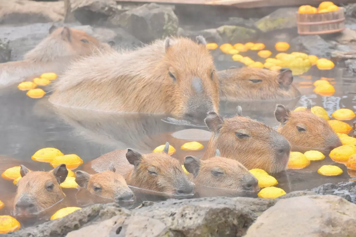 capybara-chuot-lang-nuoc-onsen-6-17301346351911292207379.png