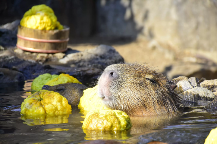 capybara-chuot-lang-nuoc-onsen-7-1730134635021273113408.png