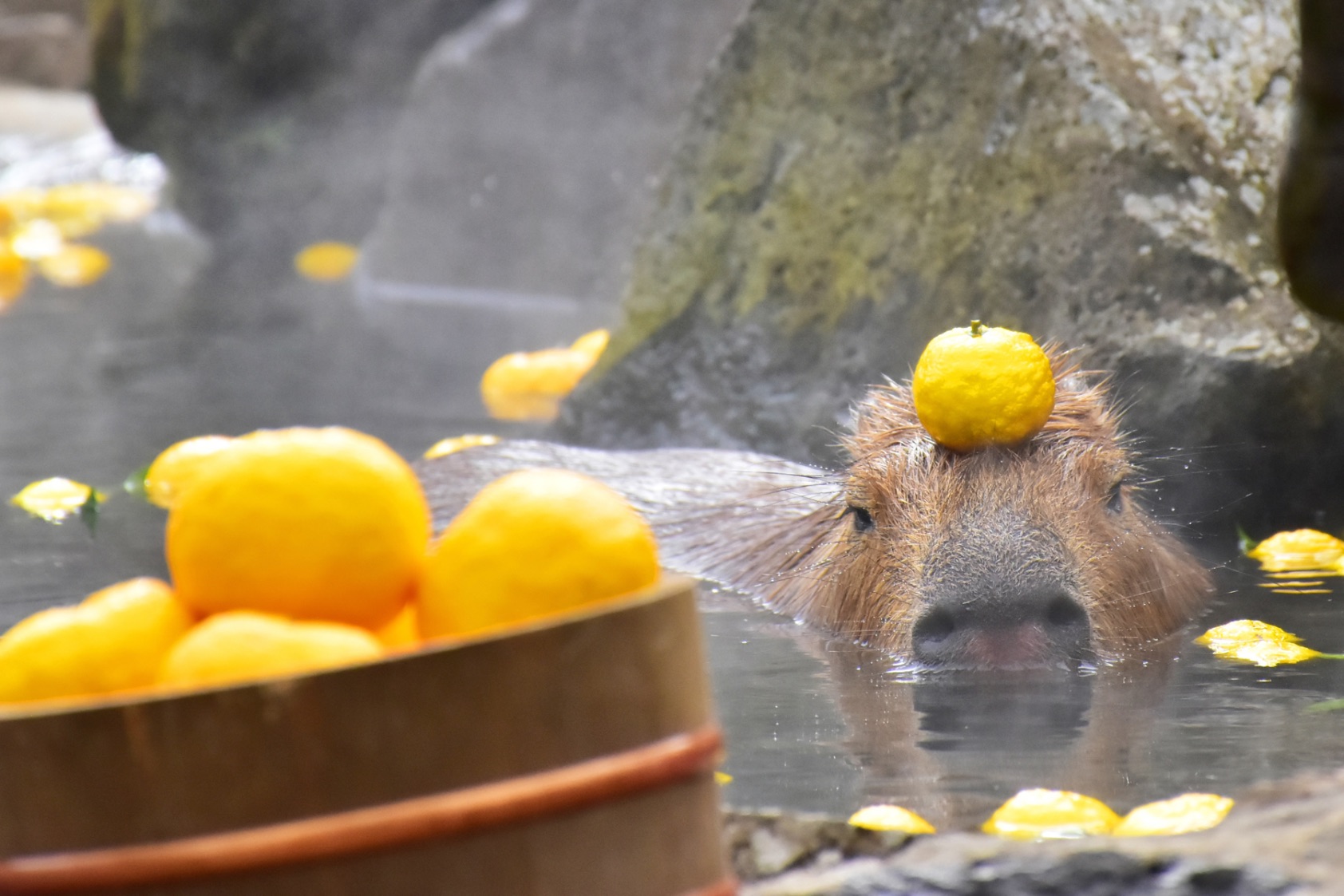 capybara-chuot-lang-nuoc-onsen-9-173013443164278431015.jpg