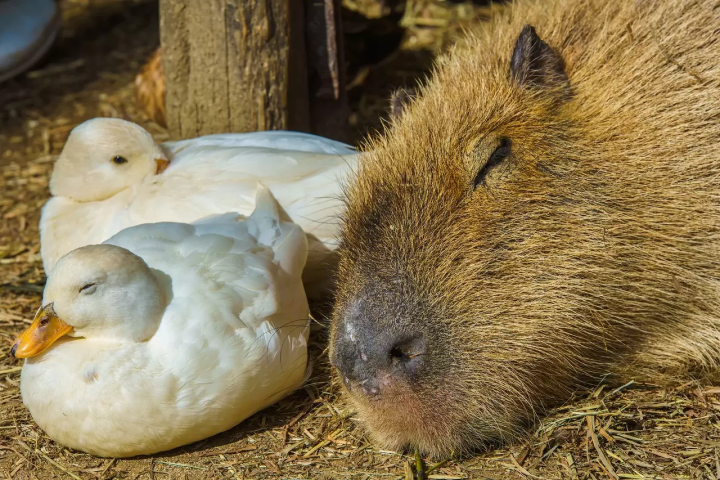 capybara-chuot-lang-nuoc-onsen-9-1730134635092517329138.png