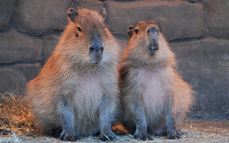 chuot-lang-nuoc-capybara-1-17301359463081085435465.png