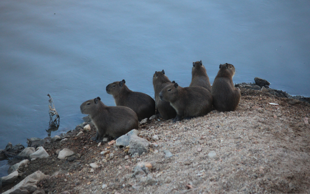 chuot-lang-nuoc-capybara-11-1730135367114110975266.png