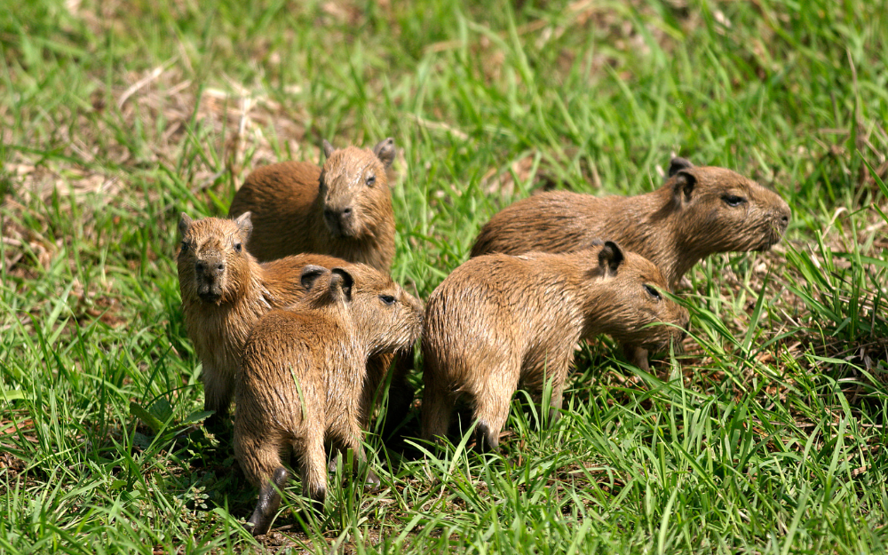 chuot-lang-nuoc-capybara-12-17301354409311075741368.png