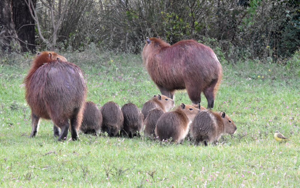 chuot-lang-nuoc-capybara-13-1730135367092404662095.png