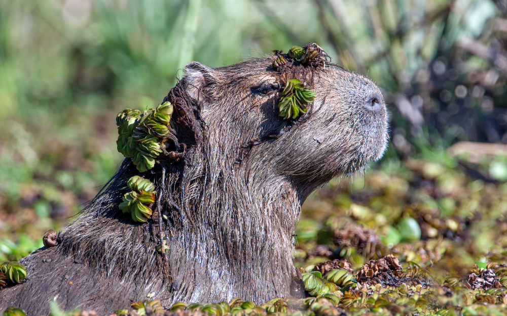 chuot-lang-nuoc-capybara-14-17301354089361010598635.png