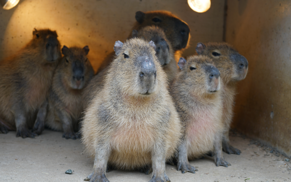 chuot-lang-nuoc-capybara-15-17301356391702116402560.png