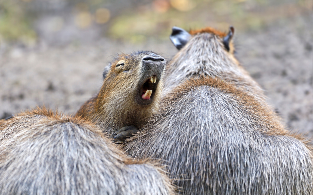 chuot-lang-nuoc-capybara-16-1730135408933135550003.png