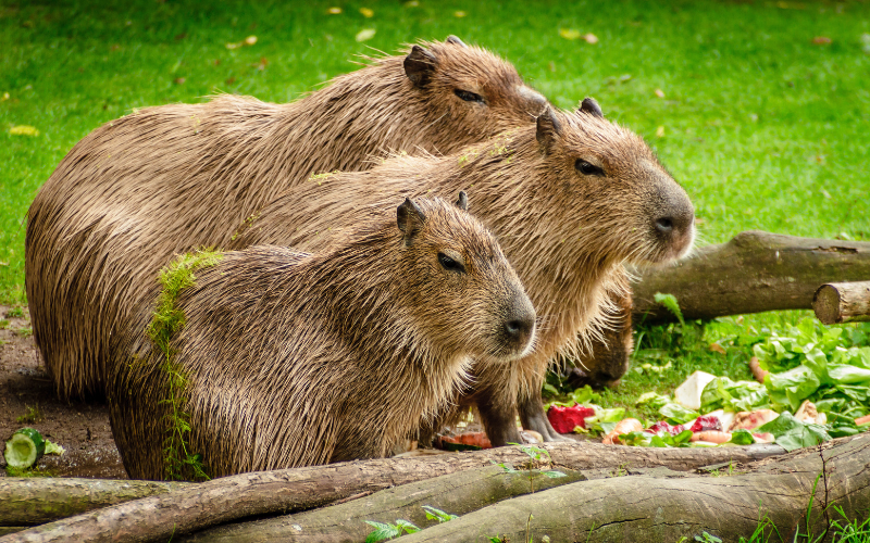 chuot-lang-nuoc-capybara-1730135408994217414327.png