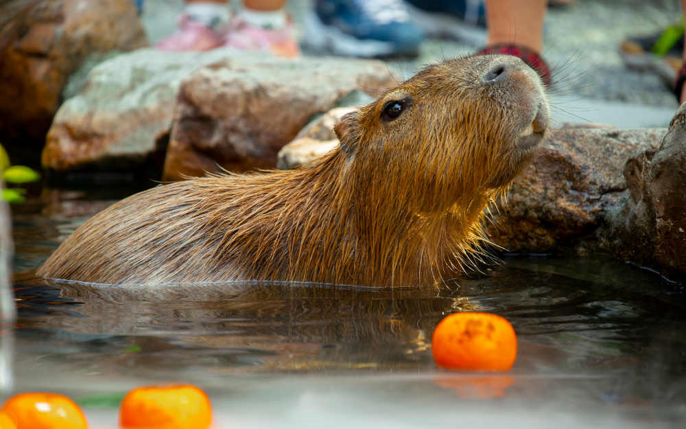 chuot-lang-nuoc-capybara-18-173013562166128807703.png