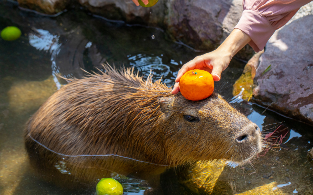 chuot-lang-nuoc-capybara-19-1730135621647475530522.png