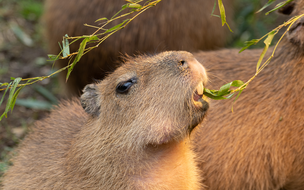 chuot-lang-nuoc-capybara-2-17301359462741304307708.png