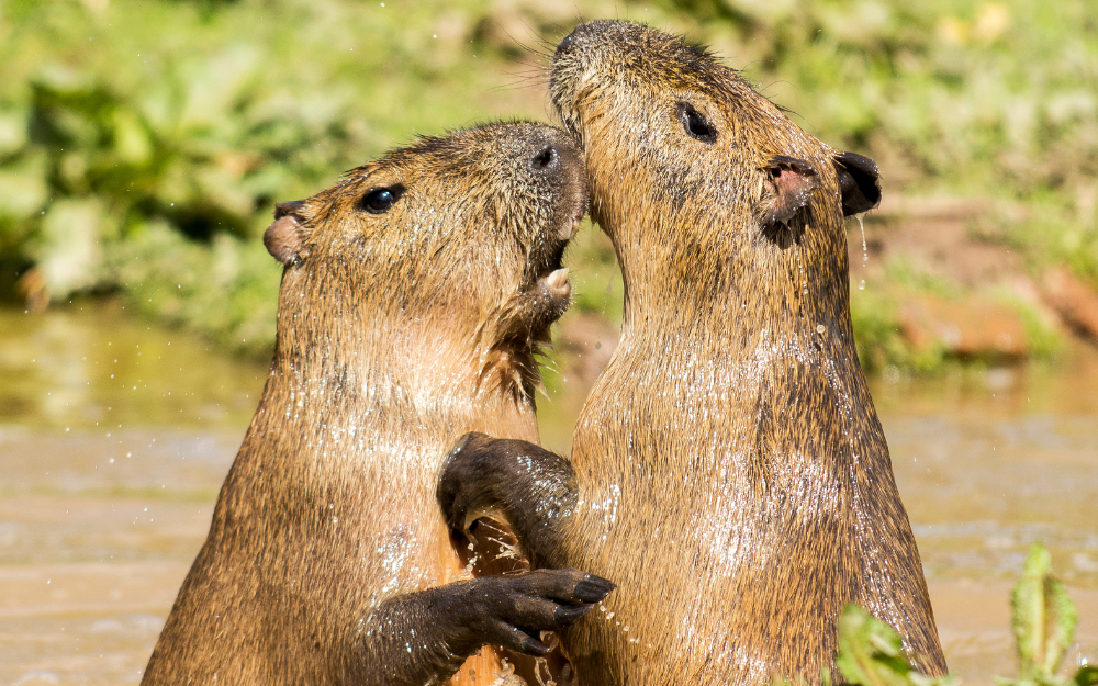 chuot-lang-nuoc-capybara-3-17301356217211612061516.png