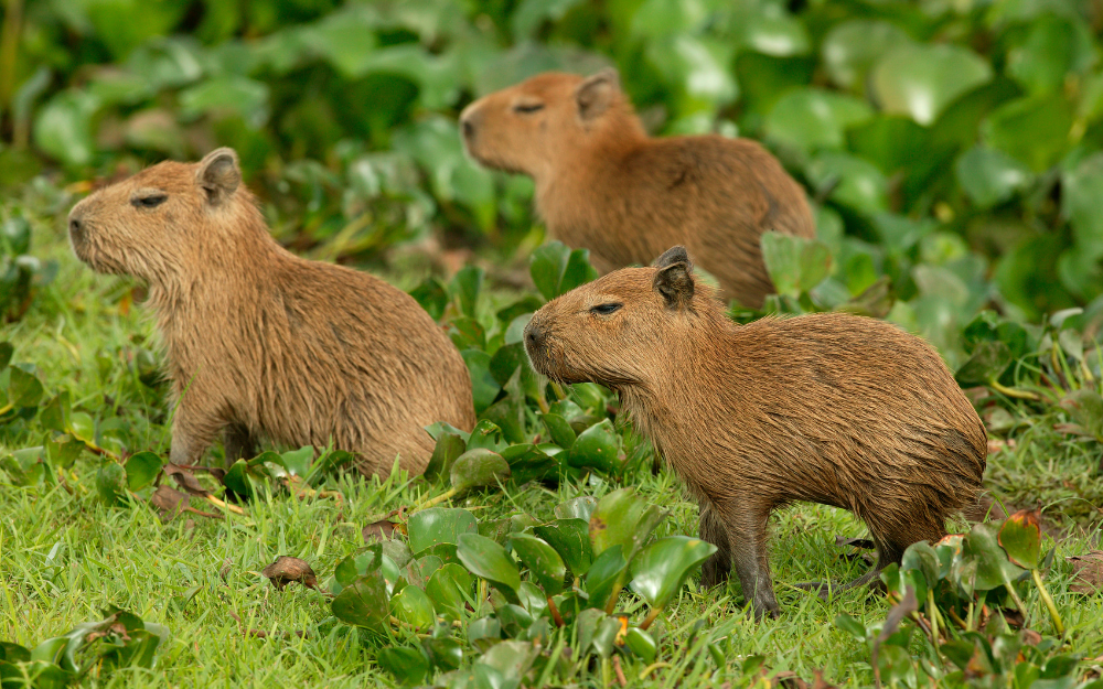 chuot-lang-nuoc-capybara-4-1730135367195574104982.png