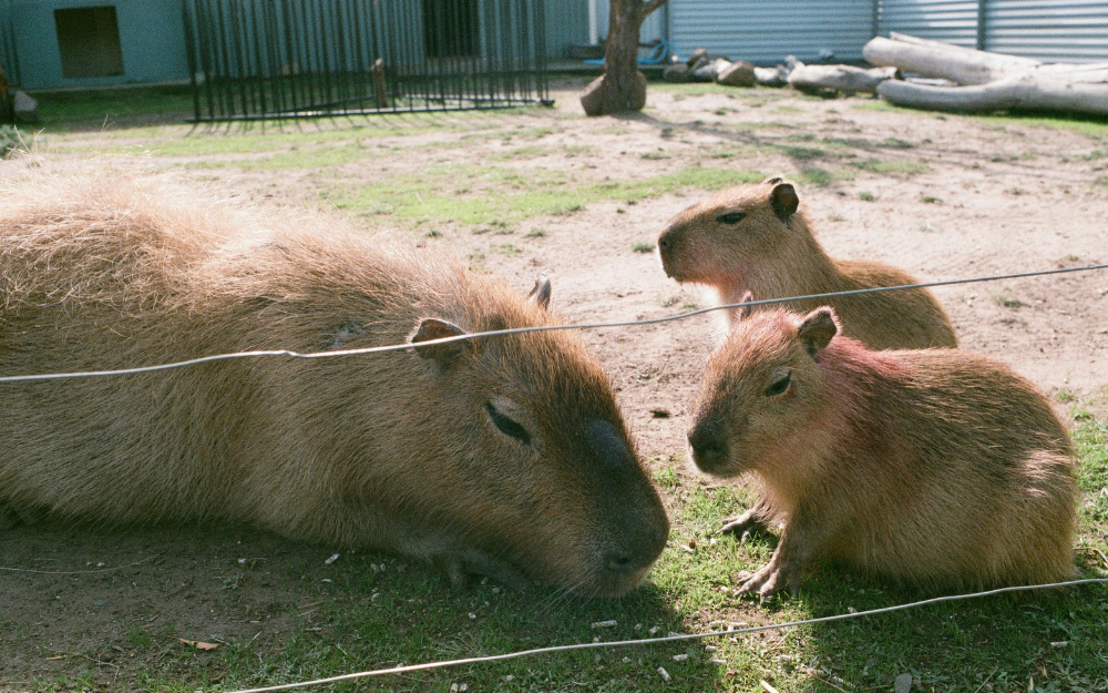 chuot-lang-nuoc-capybara-5-1730135367181369036840.png