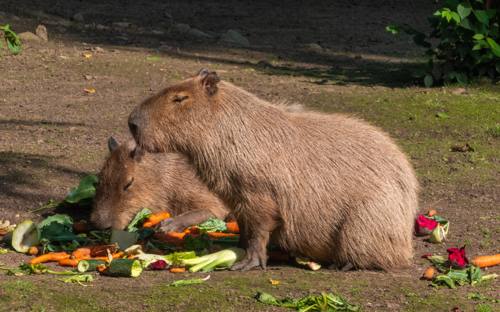 chuot-lang-nuoc-capybara-7-1730135408952905030283.png