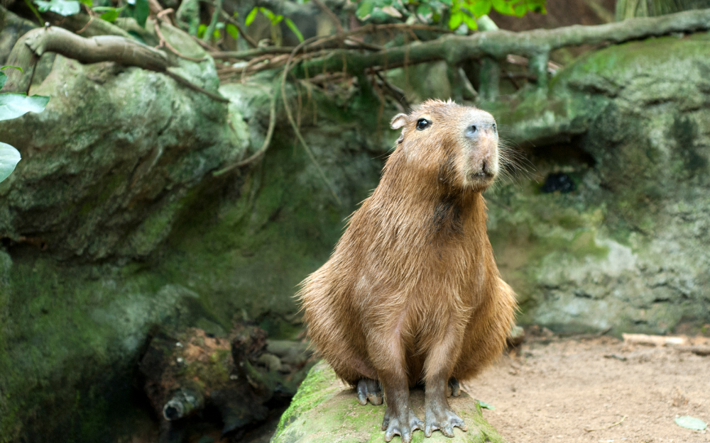 chuot-lang-nuoc-capybara-8-1730135946212856582844.png