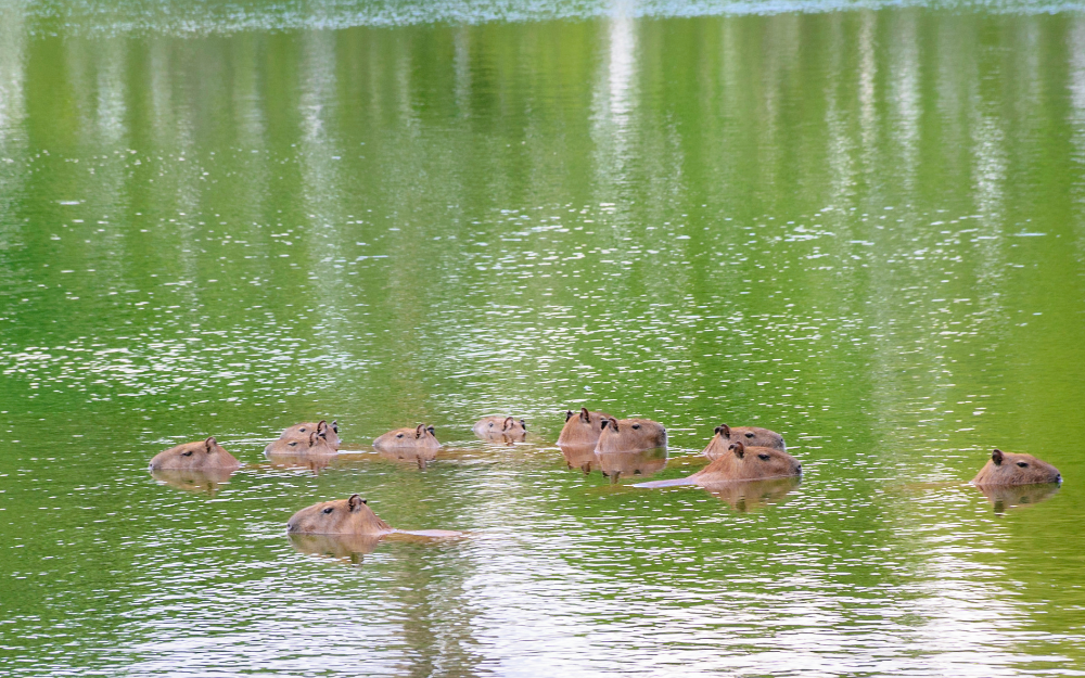 chuot-lang-nuoc-capybara-9-17301356217121004936966.png