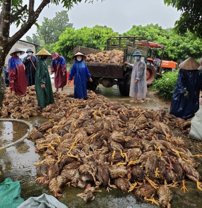 Quảng Bình: Sau đêm lũ, đàn gà 6.000 con chỉ còn vài con thoi thóp - Ảnh 2.