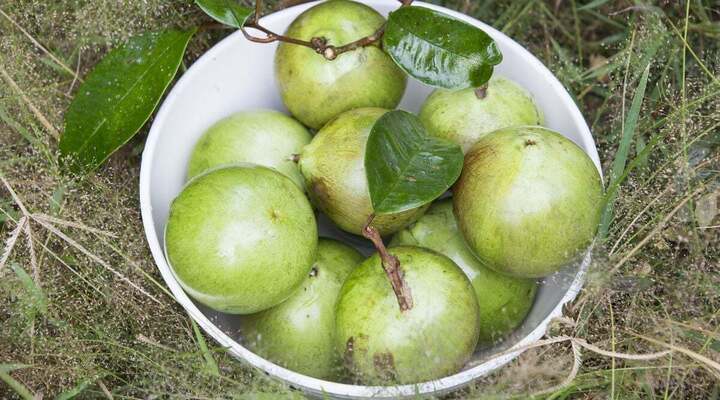 Cách chọn vú sữa ngon chỉ qua vài dấu hiệu đơn giản - Ảnh 3.