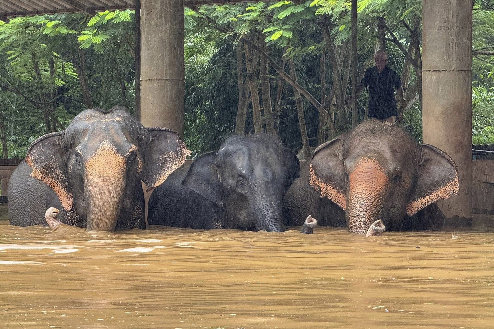 Lũ lụt nghiêm trọng tàn phá thành phố du lịch Chiang Mai, Thái Lan - Ảnh 1.