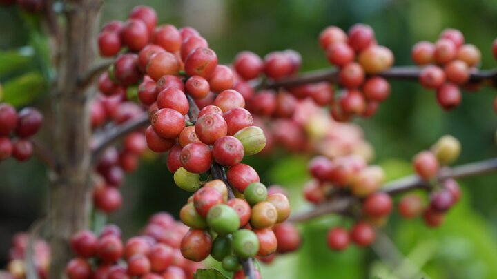 Người tiêu dùng Việt sắp phải chi 100 nghìn đồng cho ly cà phê - Ảnh 1. Người tiêu dùng Việt sắp phải chi 100 nghìn đồng cho ly cà phê - Ảnh 1.