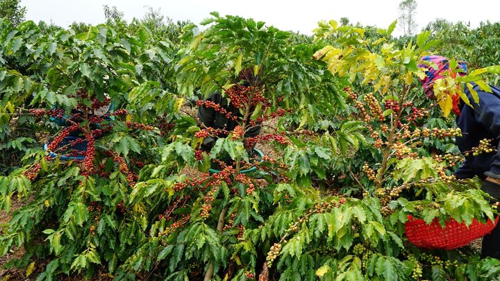 Người tiêu dùng Việt sắp phải chi 100 nghìn đồng cho ly cà phê - Ảnh 4. Người tiêu dùng Việt sắp phải chi 100 nghìn đồng cho ly cà phê - Ảnh 4.