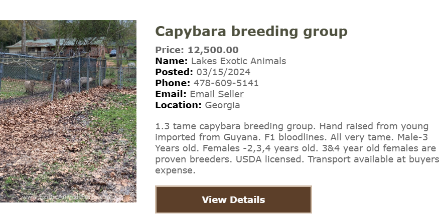 capybara-chuot-lang-nuoc-2-1730429481491592982477-1730433615789-1730433618838939903246-1730435757319-173043575739599606123.png