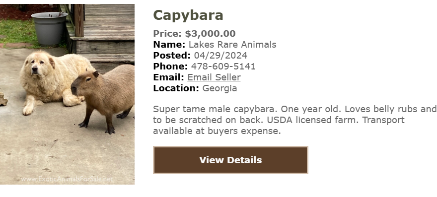 capybara-chuot-lang-nuoc-6-17304294814681873826909-1730433622169-17304336222911026986434-1730435753047-17304357556001015270042.png