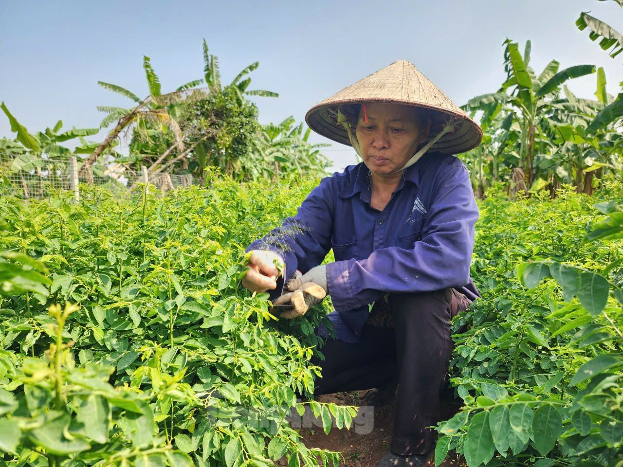 Màu xanh trở lại trên vùng bãi sông Hồng gần 2 tháng sau bão - Ảnh 6.